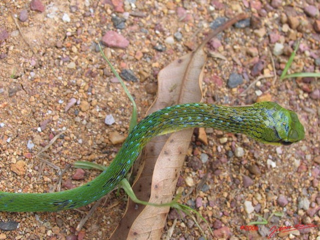 006 Reptilia Squamata Colubridae Serpent 02 Hapsidophrys smaragdina IMG_1554WTMK.JPG
