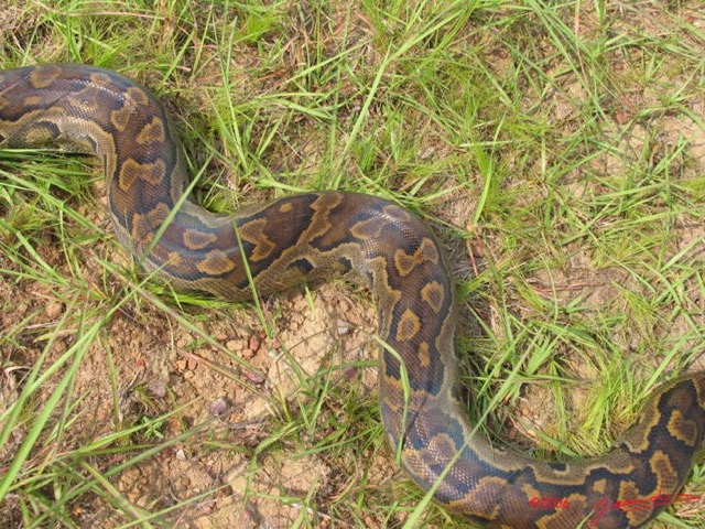 008 Reptilia Squamata Boidae Serpent 03 Python sebae IMG_2352WTMK.JPG