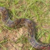 008 Reptilia Squamata Boidae Serpent 03 Python sebae IMG_2352WTMK.JPG
