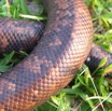 014 Reptilia Squamata Boidae Serpent 05 Calabaria reinhardtii IMG_3961WTMK.JPG