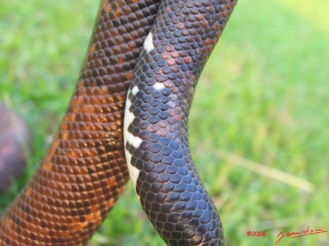 017 Reptilia Squamata Boidae Serpent 05 Calabaria reinhardtii IMG_3971WTMK.JPG