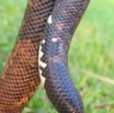 017 Reptilia Squamata Boidae Serpent 05 Calabaria reinhardtii IMG_3971WTMK.JPG