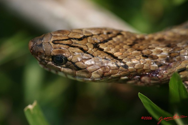 019 Reptilia Squamata Viperidae Serpent 06 Causus maculatus IMG_1409WTMK.JPG