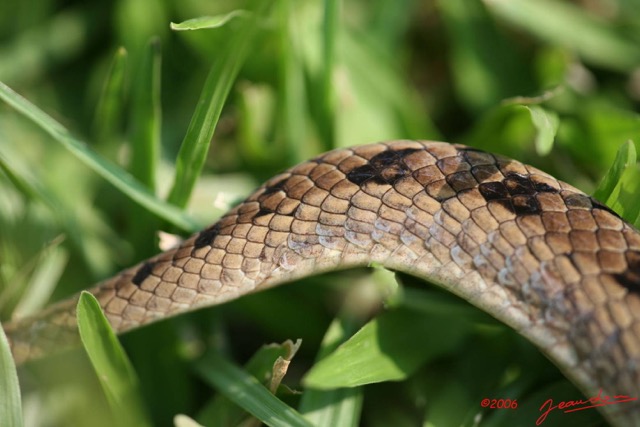 021 Reptilia Squamata Viperidae Serpent 06 Causus maculatus IMG_1412WTMK.JPG
