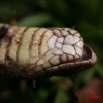 022 Reptilia Squamata Viperidae Serpent 06 Causus maculatus IMG_1413WTMK.JPG