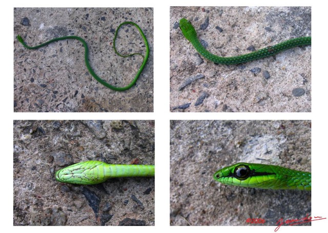 024 Reptilia Squamata Colubridae Serpent 07 Hapsidophrys smaragdina 08awtmk.JPG