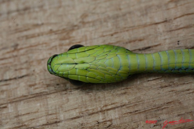 026 Reptilia Squamata Colubridae Serpent 07 Hapsidophrys smaragdina 7IMG_6746WTMK.JPG