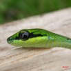 027 Reptilia Squamata Colubridae Serpent 07 Hapsidophrys smaragdina 7IMG_6749WTMK.JPG