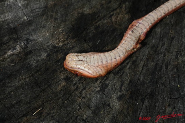 038 Reptilia Squamata Colubridae (Boiga) Toxicodryas pulverulenta Serpent 10 7EIMG_1841WTMK.JPG