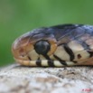 047 Reptilia Squamata Elapidae Serpent 13 Cobra Naja melanoleuca 8EIMG_3917WTMK.JPG