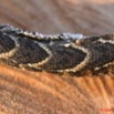 052 Reptilia Squamata Viperidae Serpent 14 Vipere Heurtante Bitis arietans Jeune 8EIMG_3864WTMK.JPG