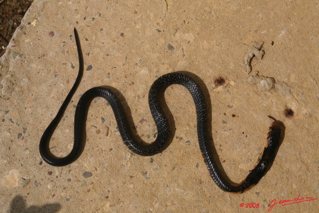 056 Reptilia Squamata Elapidae Serpent 15 Cobra Naja melanoleuca 8EIMG_4330WTMK.JPG