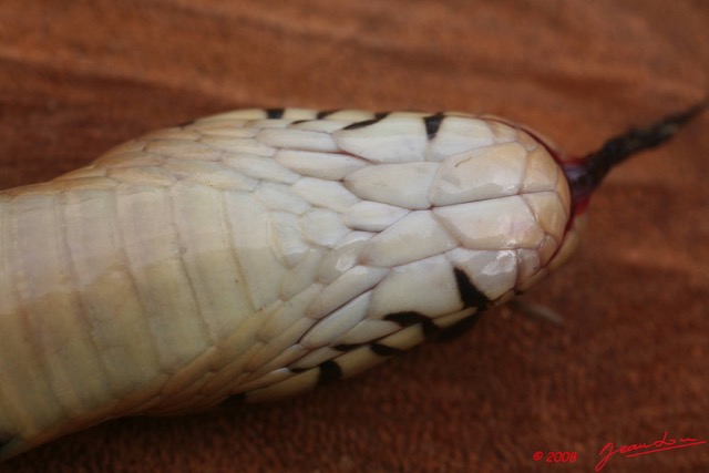 062 Reptilia Squamata Elapidae Serpent 15 Cobra Naja melanoleuca 8EIMG_4342WTMK.JPG
