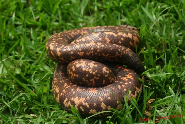 071 Reptilia Squamata Boidae Serpent 16 (Charina) Calabaria reinhardtii 8EIMG_4537WTMK.JPG