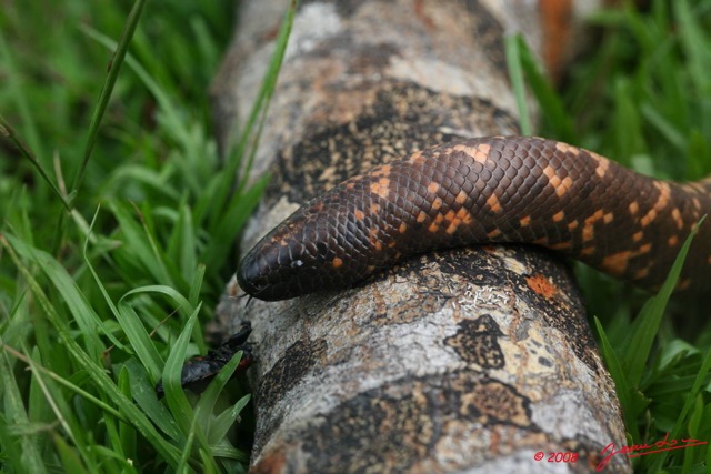 073 Reptilia Squamata Boidae Serpent 16 (Charina) Calabaria reinhardtii 8EIMG_4557WTMK.JPG