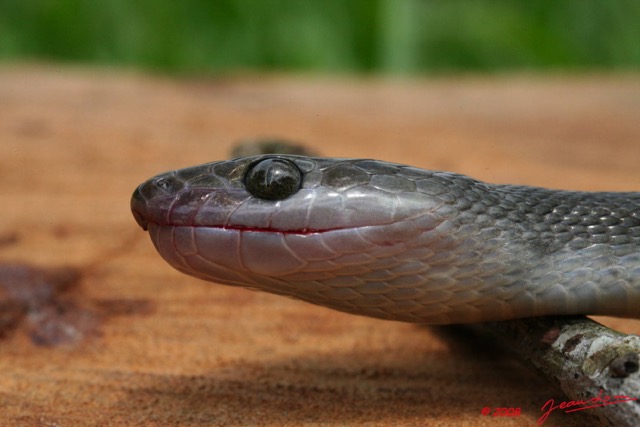 089 Reptilia Squamata Colubridae Serpent 18 (Lamprophis) Boaedon Fuliginosus 8EIMG_16117WTMK.JPG