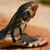 093 Reptilia Squamata Elapidae Serpent 19 Cobra Naja melanoleuca 8EIMG_16608WTMK.JPG
