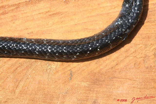 097 Reptilia Squamata Elapidae Serpent 19 Cobra Naja melanoleuca 8EIMG_16587WTMK.JPG