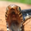 098 Reptilia Squamata Elapidae Serpent 19 Cobra Naja melanoleuca 8EIMG_16607WTMK.JPG