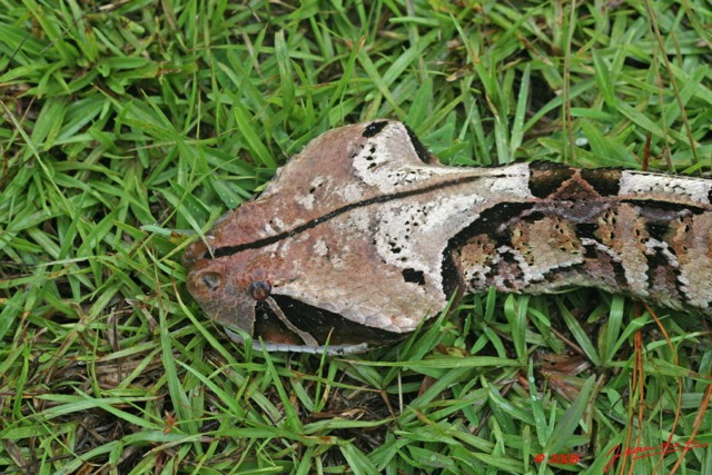 004 Reptilia Squamata Viperidae Serpent 21 Vipere du Gabon Bitis gabonica 8EIMG_16635WTMK.JPG