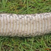 005 Reptilia Squamata Viperidae Serpent 21 Vipere du Gabon Bitis gabonica 8EIMG_16639WTMK.JPG