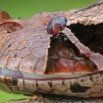 009 Reptilia Squamata Viperidae Serpent 21 Vipere du Gabon Bitis gabonica 8EIMG_16670WTMK.JPG
