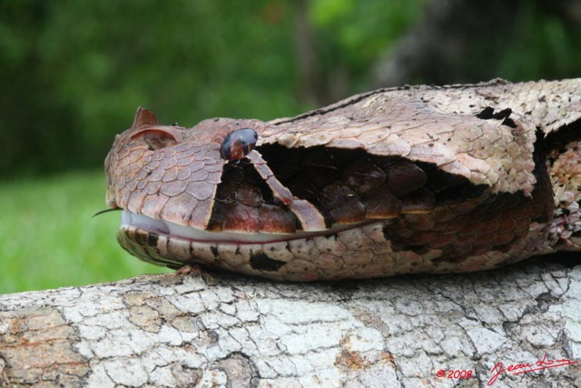 010 Reptilia Squamata Viperidae Serpent 21 Vipere du Gabon Bitis gabonica 8EIMG_16681WTMK.JPG