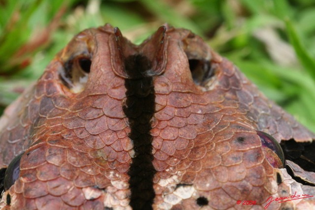 018 Reptilia Squamata Viperidae Serpent 21 Vipere du Gabon Bitis gabonica 8EIMG_16775WTMK.JPG