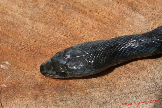 021 Reptilia Squamata Colubridae Serpent 22 Boaedon (Lamprophis) Fuliginosus 8EIMG_17673WTMK.JPG