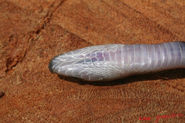 022 Reptilia Squamata Colubridae Serpent 22 Boaedon (Lamprophis) Fuliginosus 8EIMG_17676WTMK.JPG