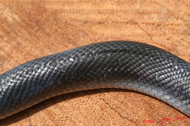 025 Reptilia Squamata Colubridae Serpent 22 Boaedon (Lamprophis) Fuliginosus 8EIMG_17691WTMK.JPG