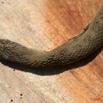 028 Reptilia Squamata Colubridae Serpent 23 Dasypeltis confusa 8EIMG_17766WTMK.JPG