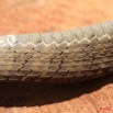 032 Reptilia Squamata Colubridae Serpent 23 Dasypeltis confusa 8EIMG_17773WTMK.JPG
