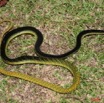 035 Reptilia Squamata Elapidae Serpent 24 Mamba Vert Dendroaspis jamesoni 8EIMG_18036WTMK.JPG