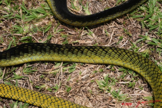 036 Reptilia Squamata Elapidae Serpent 24 Mamba Vert Dendroaspis jamesoni 8EIMG_18038WTMK.JPG
