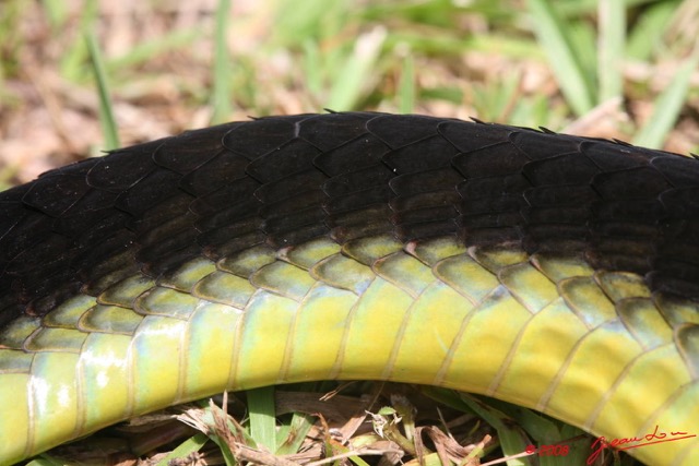 038 Reptilia Squamata Elapidae Serpent 24 Mamba Vert Dendroaspis jamesoni 8EIMG_18044WTMK.JPG