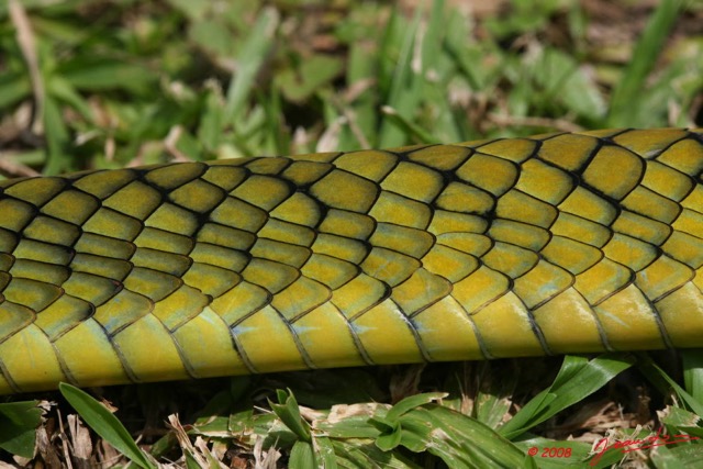 040 Reptilia Squamata Elapidae Serpent 24 Mamba Vert Dendroaspis jamesoni 8EIMG_18048WTMK.JPG