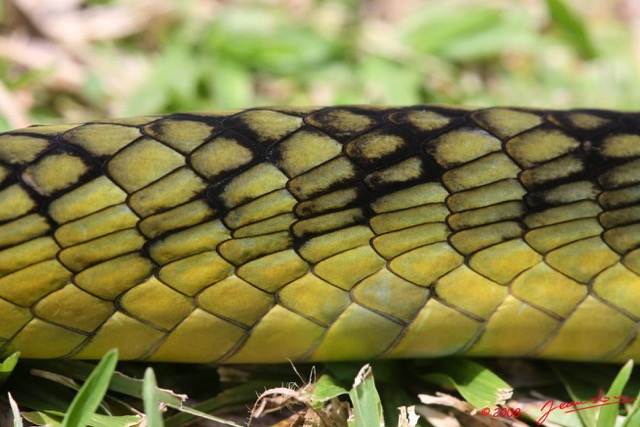 046 Reptilia Squamata Elapidae Serpent 24 Mamba Vert Dendroaspis jamesoni 8EIMG_18071WTMK.JPG