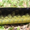 047 Reptilia Squamata Elapidae Serpent 24 Mamba Vert Dendroaspis jamesoni 8EIMG_18073WTMK.JPG