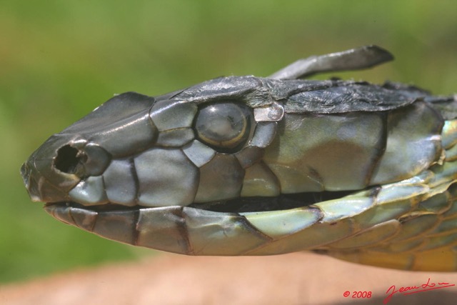 048 Reptilia Squamata Elapidae Serpent 24 Mamba Vert Dendroaspis jamesoni 8EIMG_18075WTMK.JPG