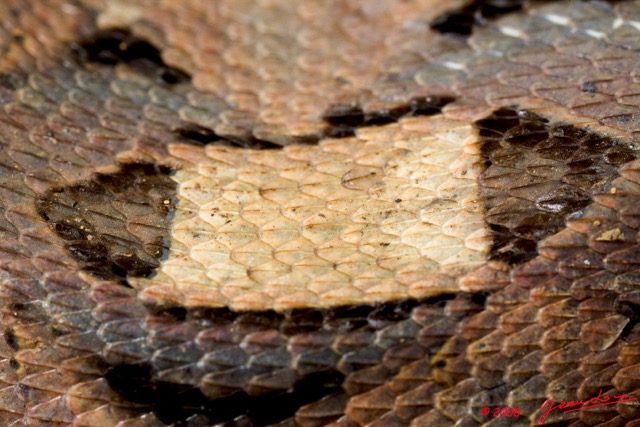 069 Reptilia Squamata Viperidae Serpent 27 Vipere du Gabon Bitis gabonica 8EIMG_25596wtmk.jpg
