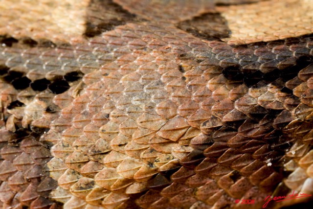 070 Reptilia Squamata Viperidae Serpent 27 Vipere du Gabon Bitis gabonica 8EIMG_25603wtmk.jpg