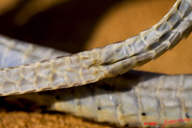 087 Reptilia Squamata Colubridae Serpent 29 Psammophis phillipsii 9E50IMG_30415wtmk.jpg