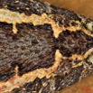 006 Reptilia Squamata Viperidae Serpent 32 Bitis arietans 9E5KIMG_50587wtmk.jpg