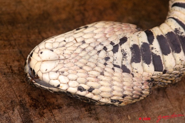012 Reptilia Squamata Viperidae Serpent 32 Bitis arietans 9E5KIMG_50619wtmk.jpg