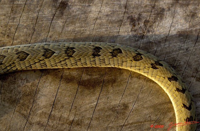 013 Reptilia Squamata Viperidae Serpent 33 Causus maculatus 9E5K2IMG_52909wtmk.jpg
