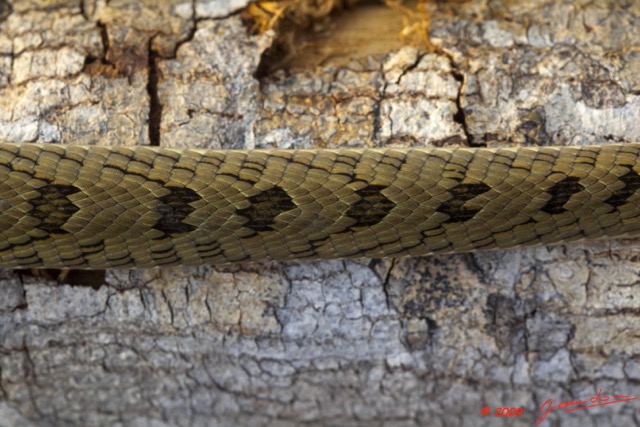 014 Reptilia Squamata Viperidae Serpent 33 Causus maculatus 9E5K2IMG_52912wtmk.jpg