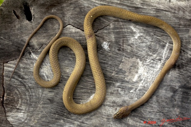 024 Reptilia Squamata Colubridae Serpent 34 Hormonotus modestus 9E5K2IMG_53151wtmk.jpg