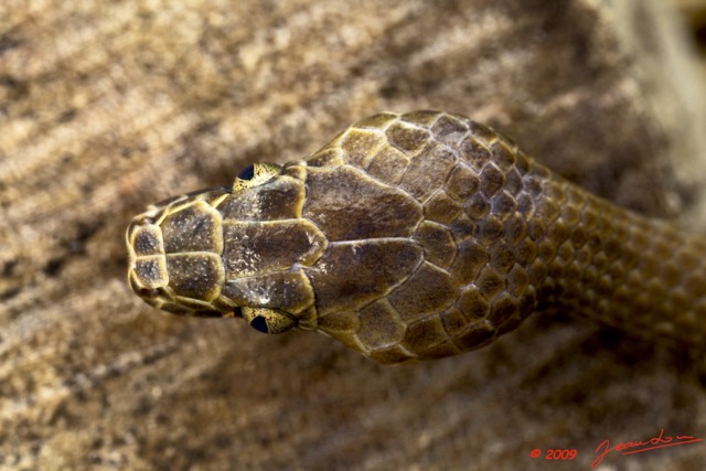 029 Reptilia Squamata Colubridae Serpent 34 Hormonotus modestus 9E5K2IMG_53176wtmk.jpg