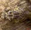 029 Reptilia Squamata Colubridae Serpent 34 Hormonotus modestus 9E5K2IMG_53176wtmk.jpg